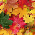 Fall colored leaves surround a green leaf representing things to do during September’s transition from summer to autumn.