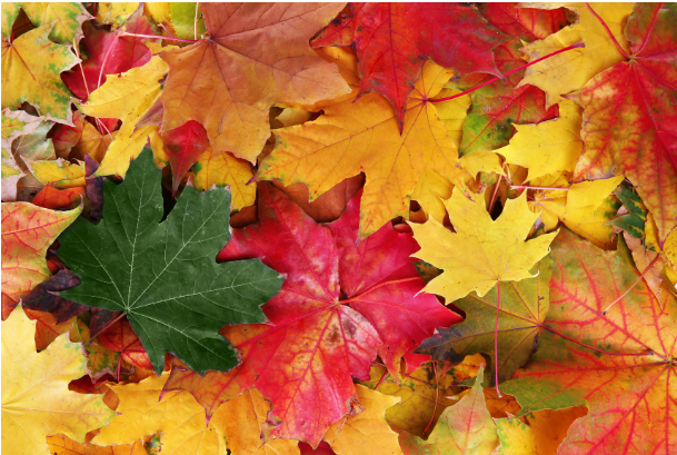 Fall colored leaves surround a green leaf representing things to do during September’s transition from summer to autumn.