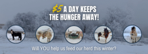 Graphic reading “$5 a Day Keeps the Hunger Away” over a snowy pasture featuring HorseSense’s therapy horses.